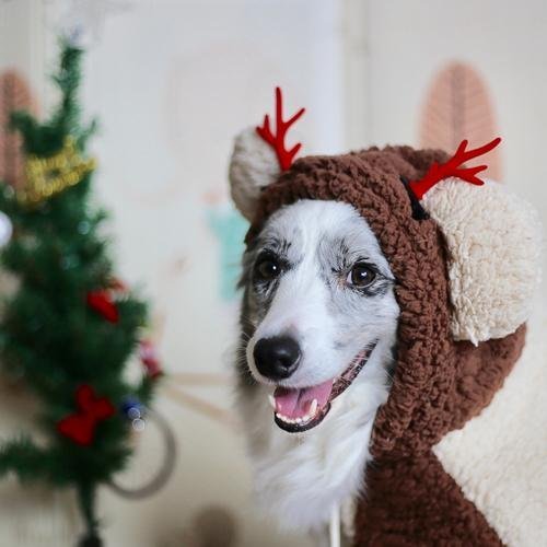 Festive Unwrapping: Ensuring a Safe Christmas Morning with Your Dog - Natural rubber Pet Toys