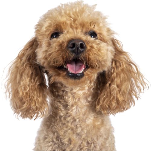 "Discover Cute Puppy Toys: Entertain and Delight Toy poodle!" - Natural rubber Pet Toys