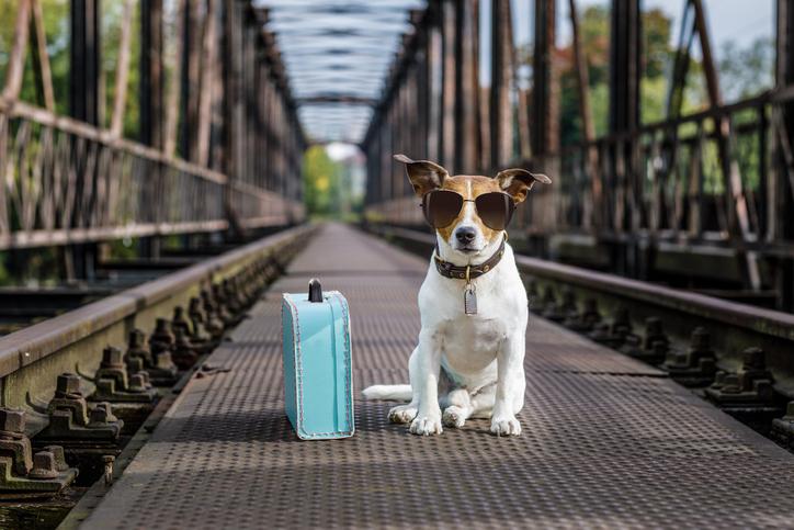 Dog-Friendly UK Destinations: Ultimate Guide for Perfect Getaways with Your Pooch - Natural rubber Pet Toys