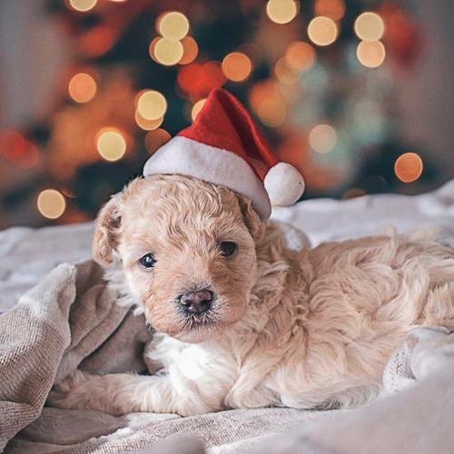 "Christmas Puppy Etiquette: Celebrate with a Well-Behaved Pup!" - Natural rubber Pet Toys
